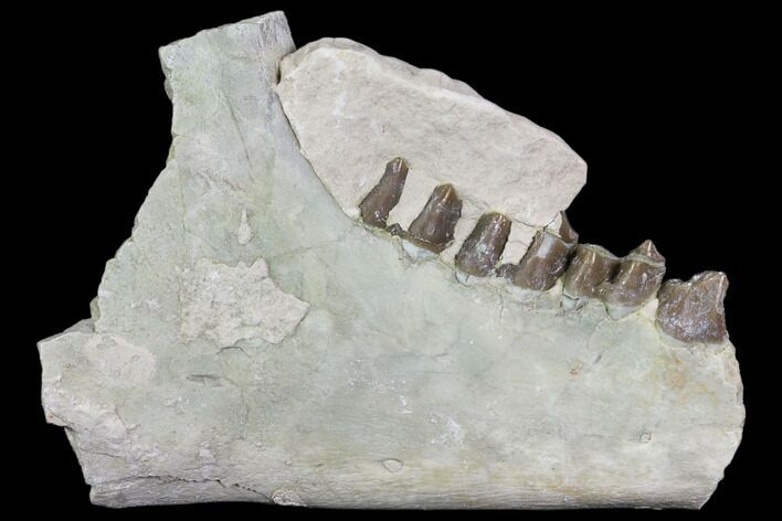 Oreodont Jaw Section With Teeth - South Dakota #81936